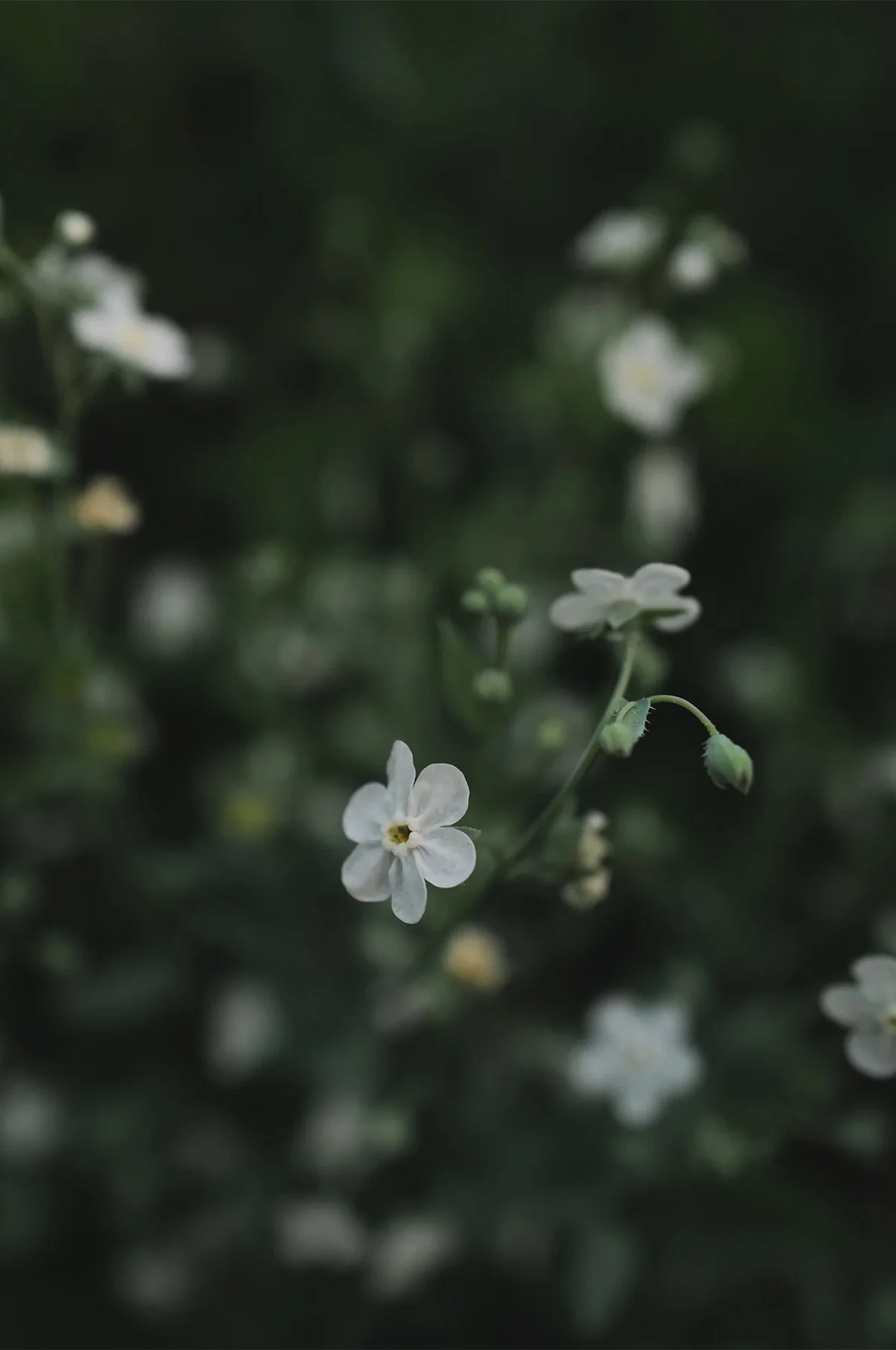 Omphalodes - Image 3