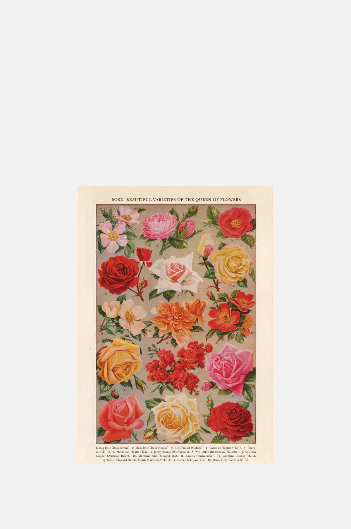 Roses Greeting Card